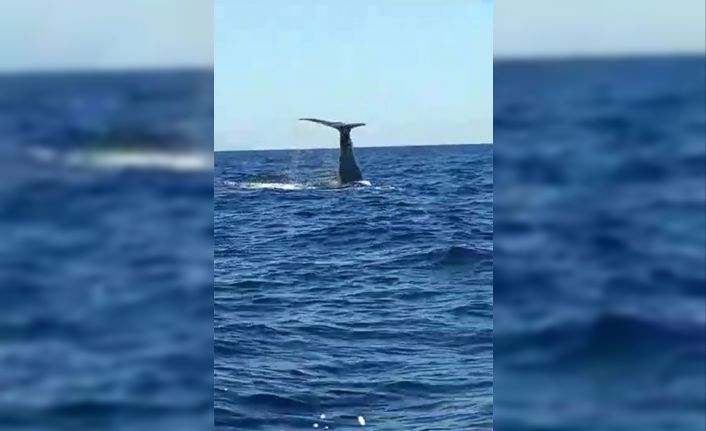 Çeşme açıklarında görülen balina ve yavrusu şaşırttı