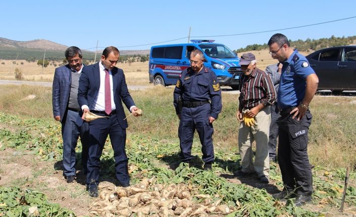 Dumlupınar’da şeker pancarı bereketi