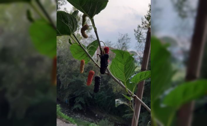 Ekim ayında meyve veren dut ağacı şaşırttı