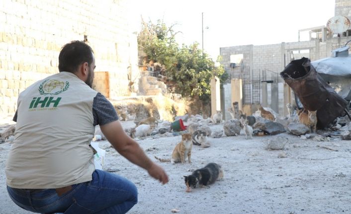 İHH, Kafranbel’deki sokak hayvanlarını unutmadı