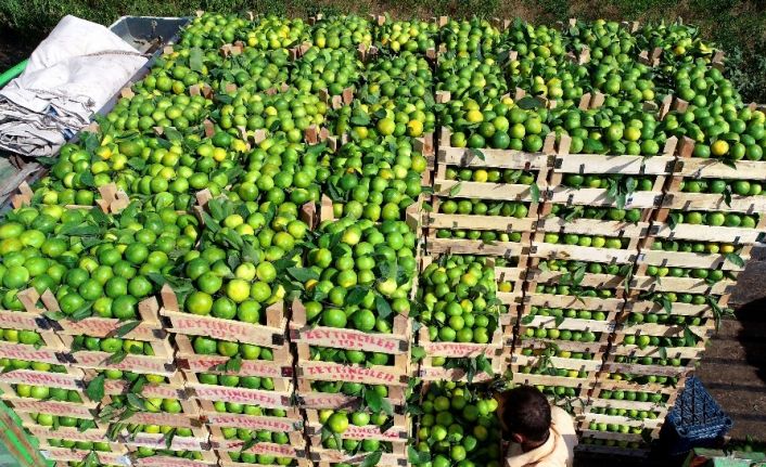 Irak’a mandalina ihracatı durdu, tırlar gümrükten döndü