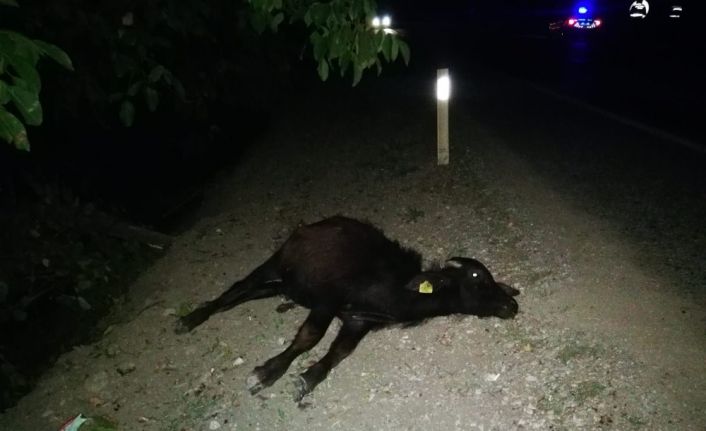 Kamyonun çarptığı mandalar telef oldu