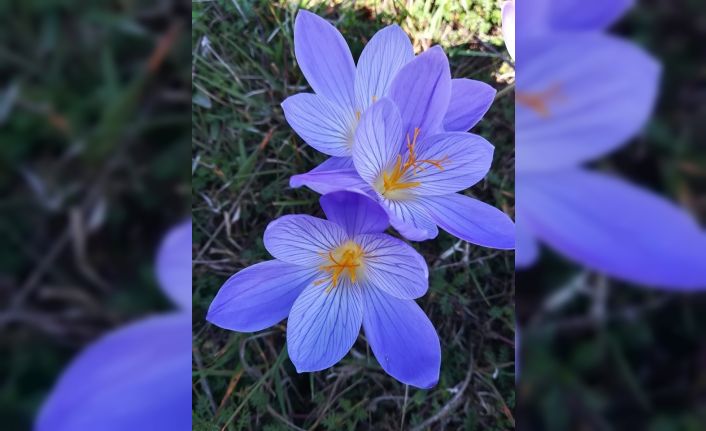 Karadeniz yaylalarında ‘vargit’ dönemi