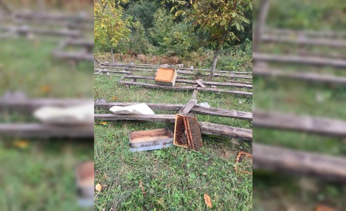 Kastamonu’da ayı, 10 arı kovanını parçaladı