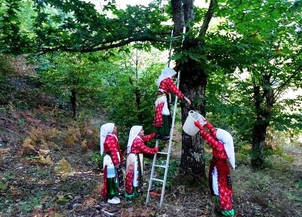 Kestane hasadı başladı