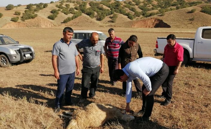 Kırıkkale’de kurtlar sürüye saldırdı, 10 koyun telef oldu