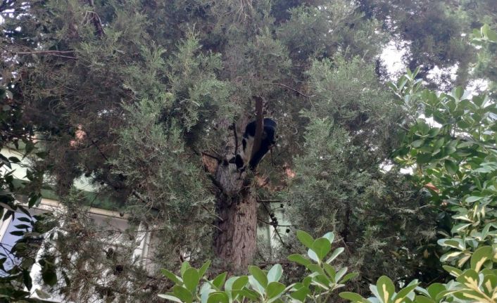 Köpekten korkan kediyi itfaiye erleri ağaçtan indirdi