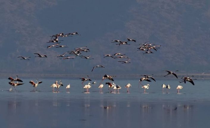 Kuş Cenneti Acıgöl’de görsel şölen