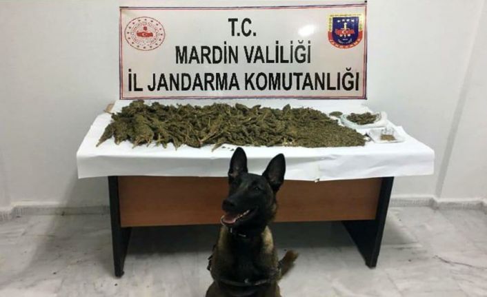 Mardin’de 15 kilo 500 gram esrar ele geçirildi