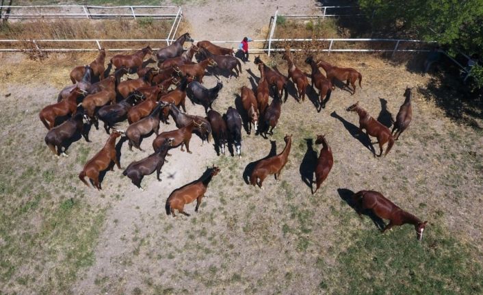 Milyonluk taylar Veliefendi’de görücüye çıkıyor