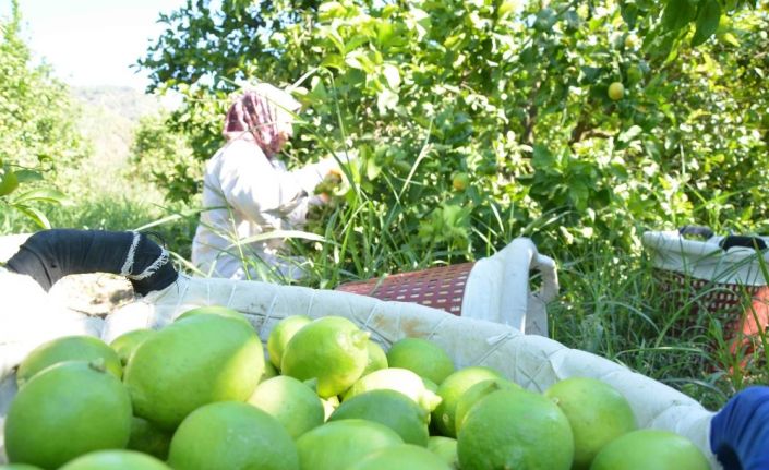 Muğla’da hasat zamanı