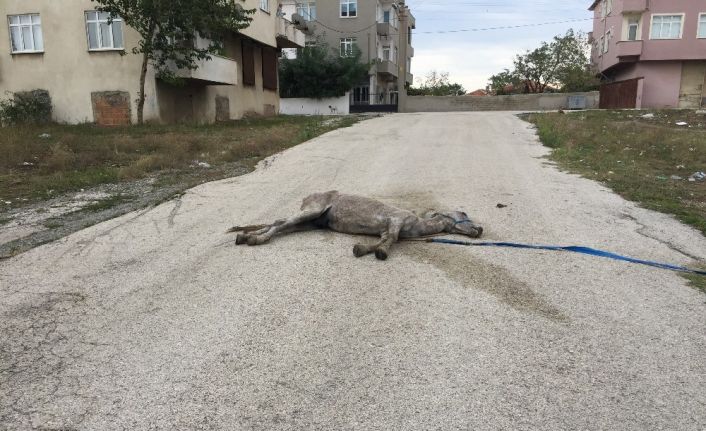 Ölen at yol ortasında sahipsiz kaldı