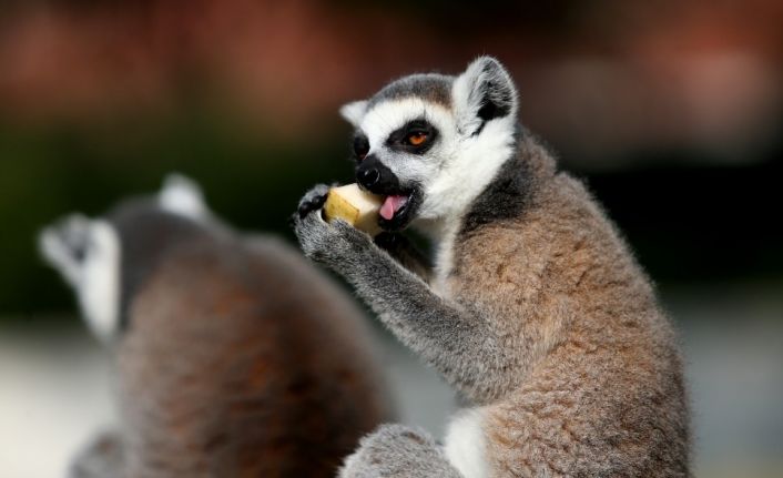 (Özel) Dünya Lemurlar Günü’nde lemurlara ziyafet çektiler