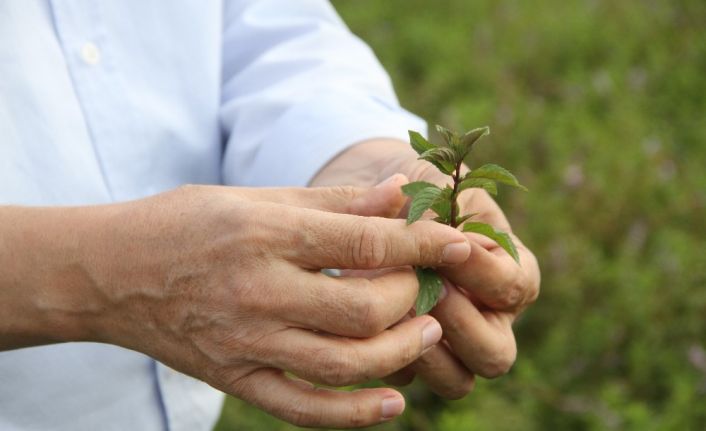 (Özel) ESOGÜ’de üretilen tıbbi aromatik bitkilerin hasadı yapıldı