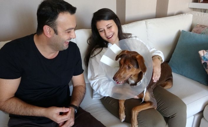 (Özel) Köpeği ameliyat olan kadına belediyeden bir gün refakat izni