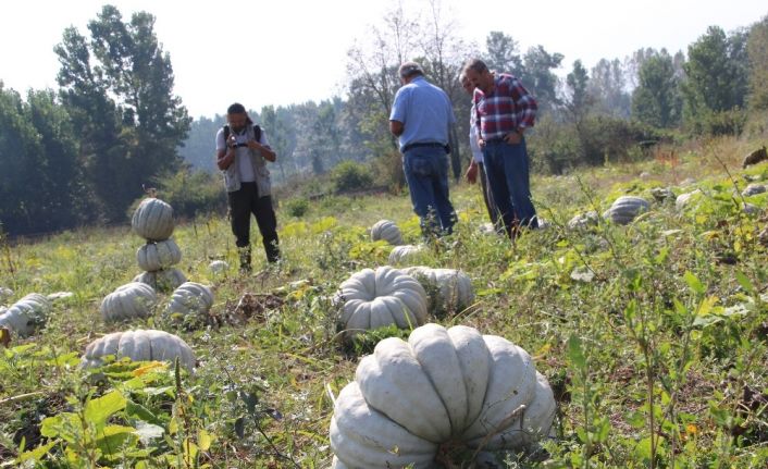 (Özel) Türkiye’nin kabak ambarında hasat başladı