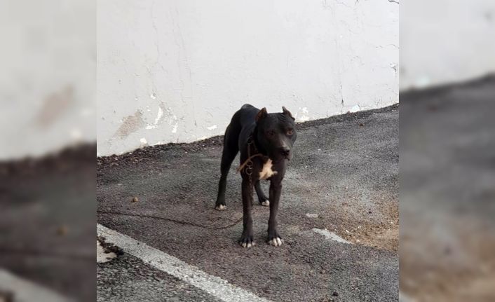 Pitbull çaldı, 7 bin 802 TL para cezası yedi