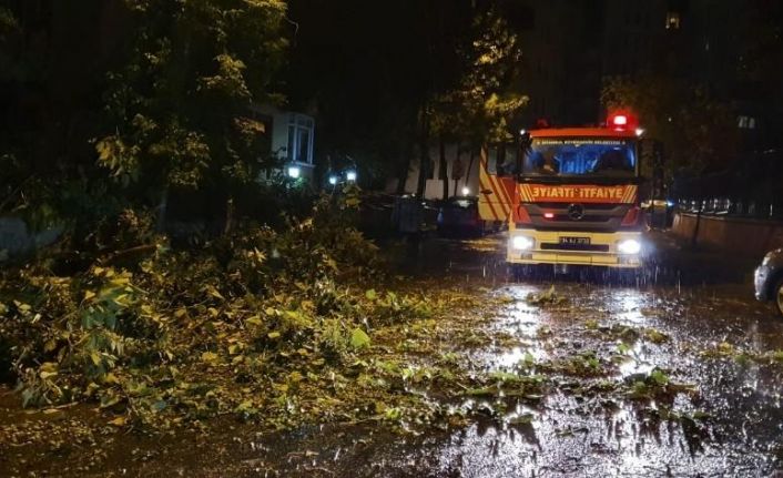 Kartal'da rüzgar ağacı yerinden söktü