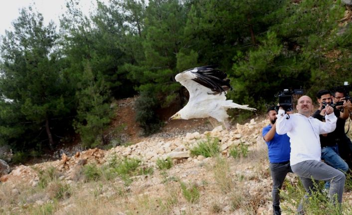 Tedavi edilen kanatlı hayvanlar doğaya salındı