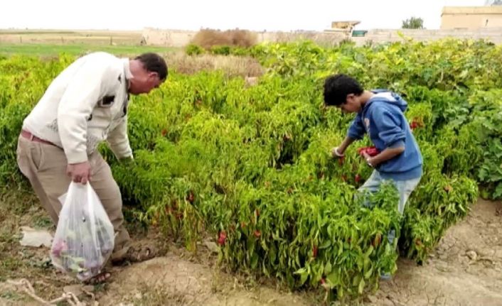 Tel Abyad’da hasat başladı