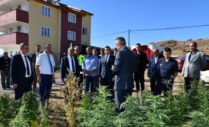 Vali Gürel,Kenevir tarlasında incelemede bulundu