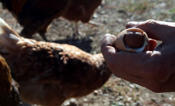 Bu da oldu, yumurtadan yumurta çıktı!