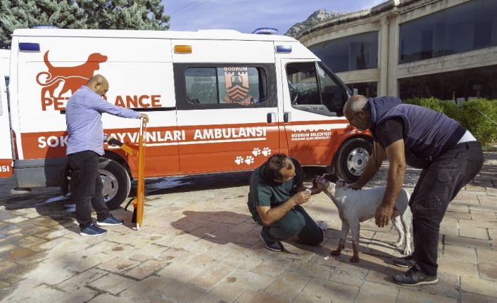 Zehirlenen köpeğin imdadına petbulance yetişti