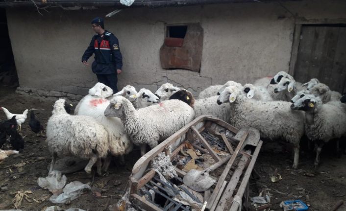 Çaldıkları koyunlarla yakalanan şüpheliler tutuklandı