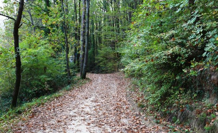 Çamlıkoy Tabiat Parkı’nda muhteşem sonbahar