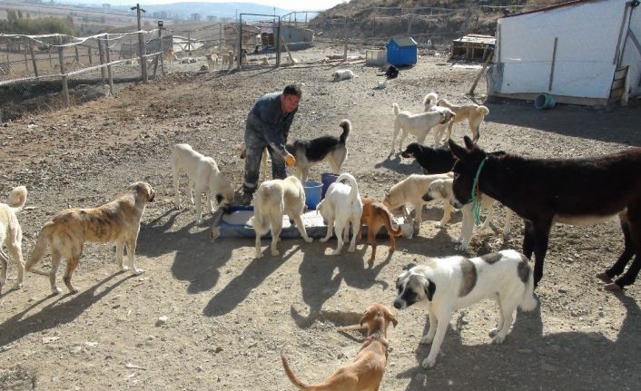 Her gün 250 köpeğin bakımını üstleniyor