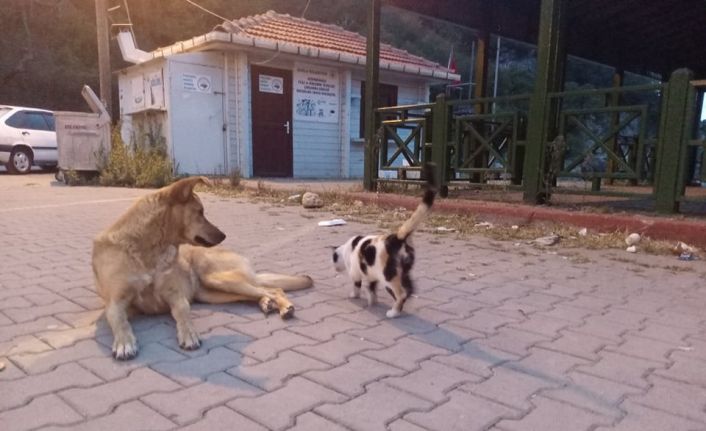 Köpek ve kedinin dostluğu