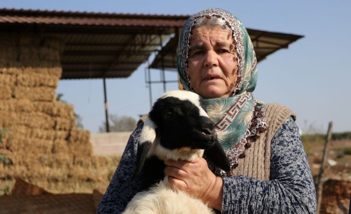 Koyunları çalınan Ayşe teyze, ’Koyunlarımı geri getirsinler" diye gözyaşı döktü