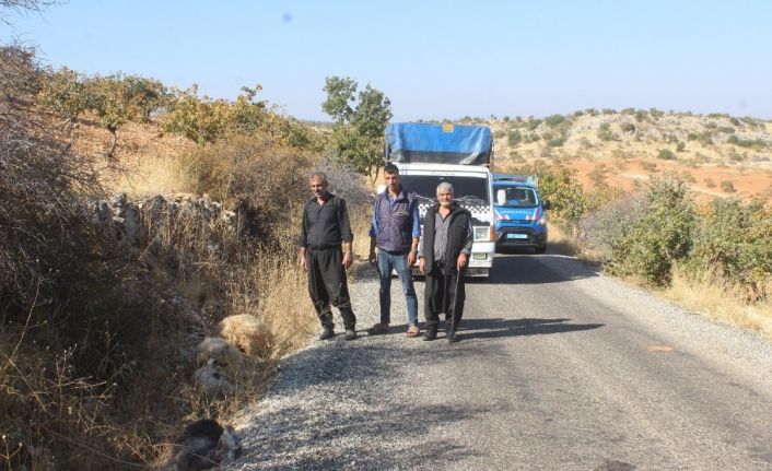 Kurt dehşetinden kaçan koyunlardan 155’i bulundu