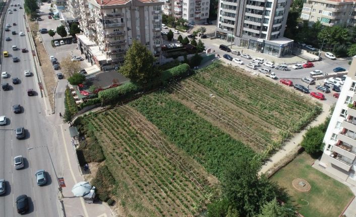 Lüks rezidansların arasında yetişen sebzeler, dakikalar içinde kebapçının sofrasında