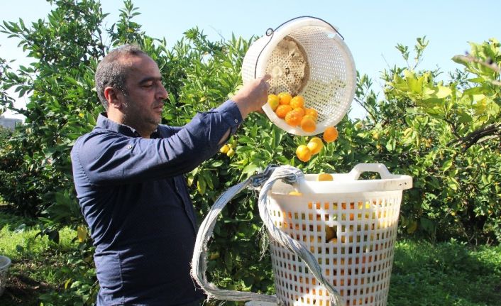 Mandalinada rekolte düşük, fiyatlar artacak