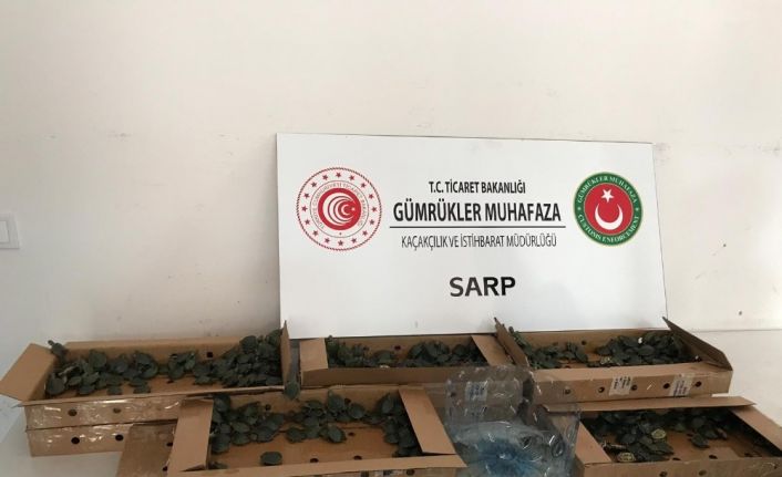 Pizza kutularında 3 bin 400 su kaplumbağası ele geçirildi