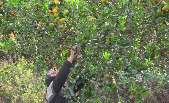 Samandağ mandalinasında ihracat başladı