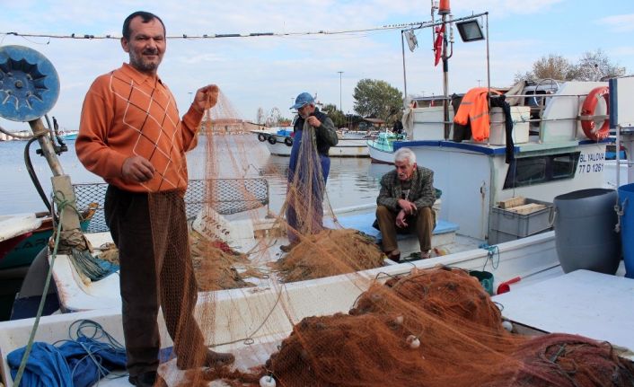 Yalovalı balıkçılar: "Yunuslar balıkçılığı bitirecek"