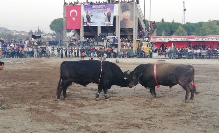 Yörükler boğa güreşlerinde bir araya geldi