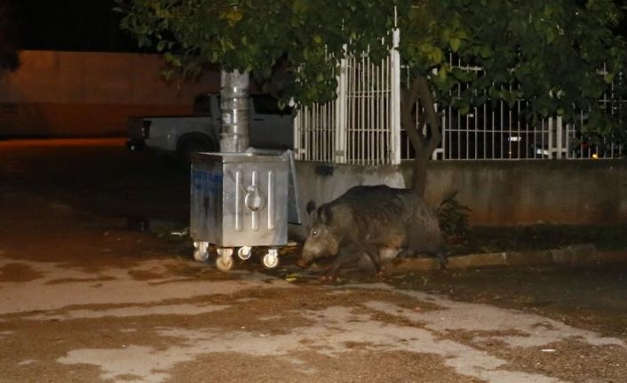 Adana’da aç kalan yaban domuzu şehre indi