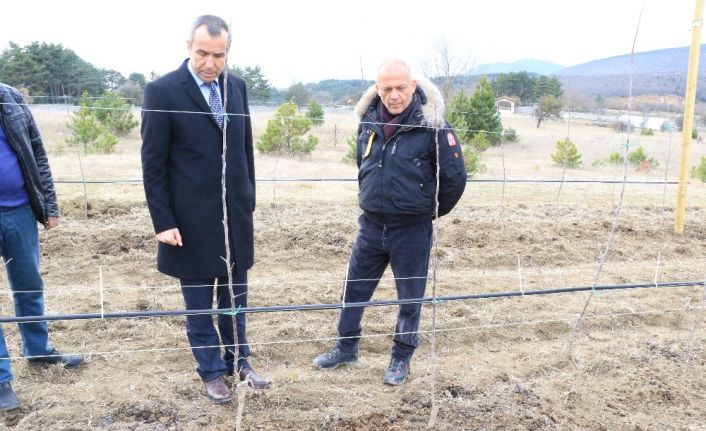 Atıl vaziyetteki araziyi alıp kentin en büyük elma tarlasına dönüştürdü