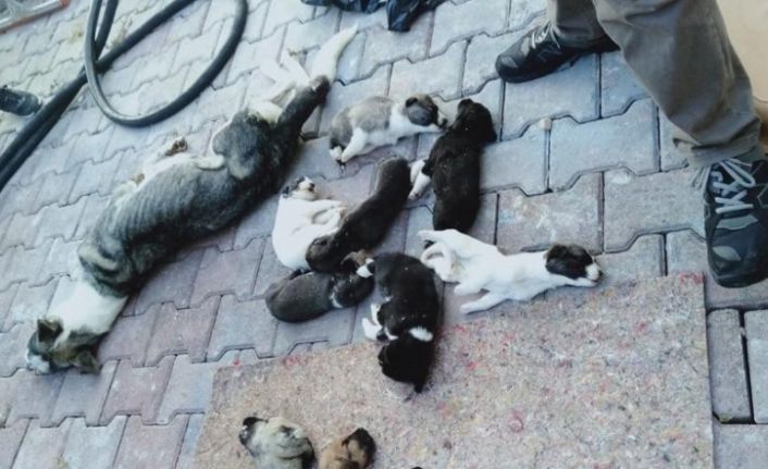 Barınakta 20 köpek ölüsü bulan hayvanseverler şoke oldu