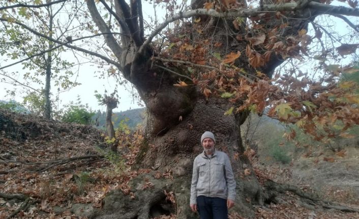 Bu ağacı görenler şaşırıyor