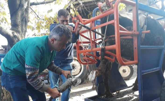 Büyükbaş hayvanların ayak ve tırnak bakımları böyle yapılıyor