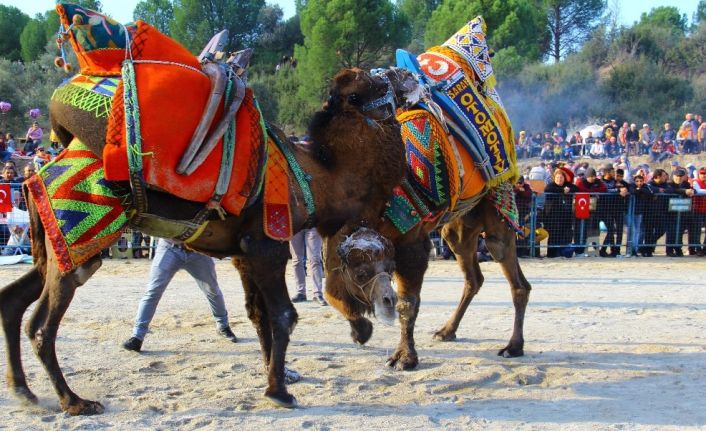 Değişen iklimler develerin kimyasını bozdu