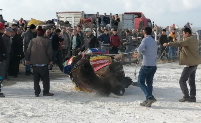 Deve güreşinde korkulu anlar