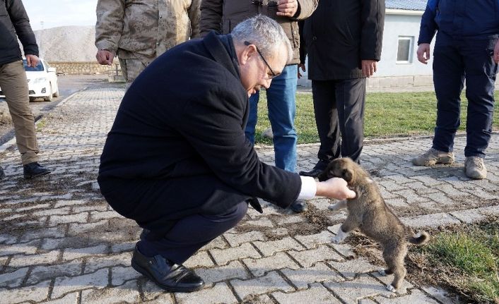 Donmak üzere olan yavru köpekleri jandarma kurtardı