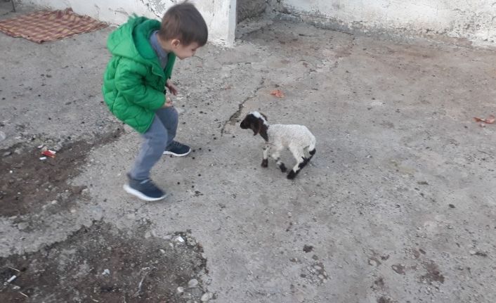 Erken doğan kuzuya bebek gibi bakıyorlar