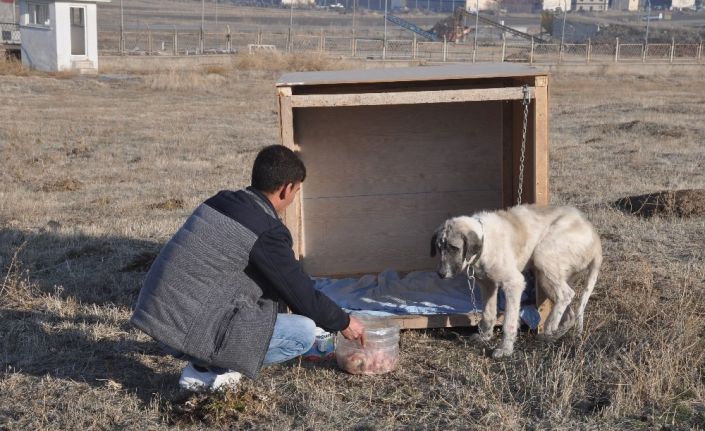 Eziyet edilen ‘Şeker’ köpek artık kaymakamlık konutunda