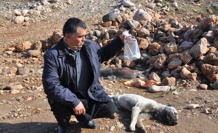 Gebe köpek zehirlenerek itlaf edildi